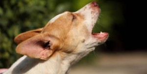 "O latido dos cães podem ser tão estrondosos que são capazes de acordarem toda a vizinhança".